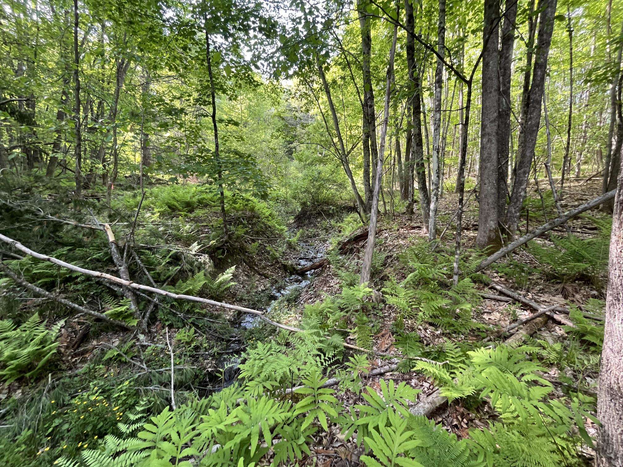 Map 17 Lot 33 River Road Property Photo 15