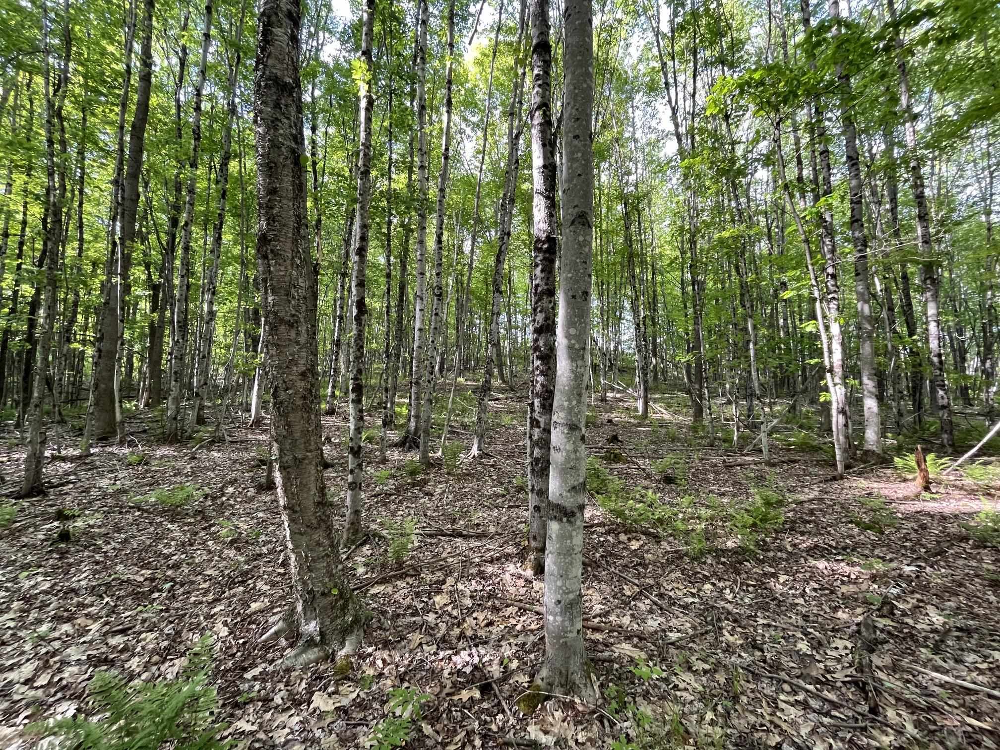 Map 17 Lot 33 River Road Property Photo 16