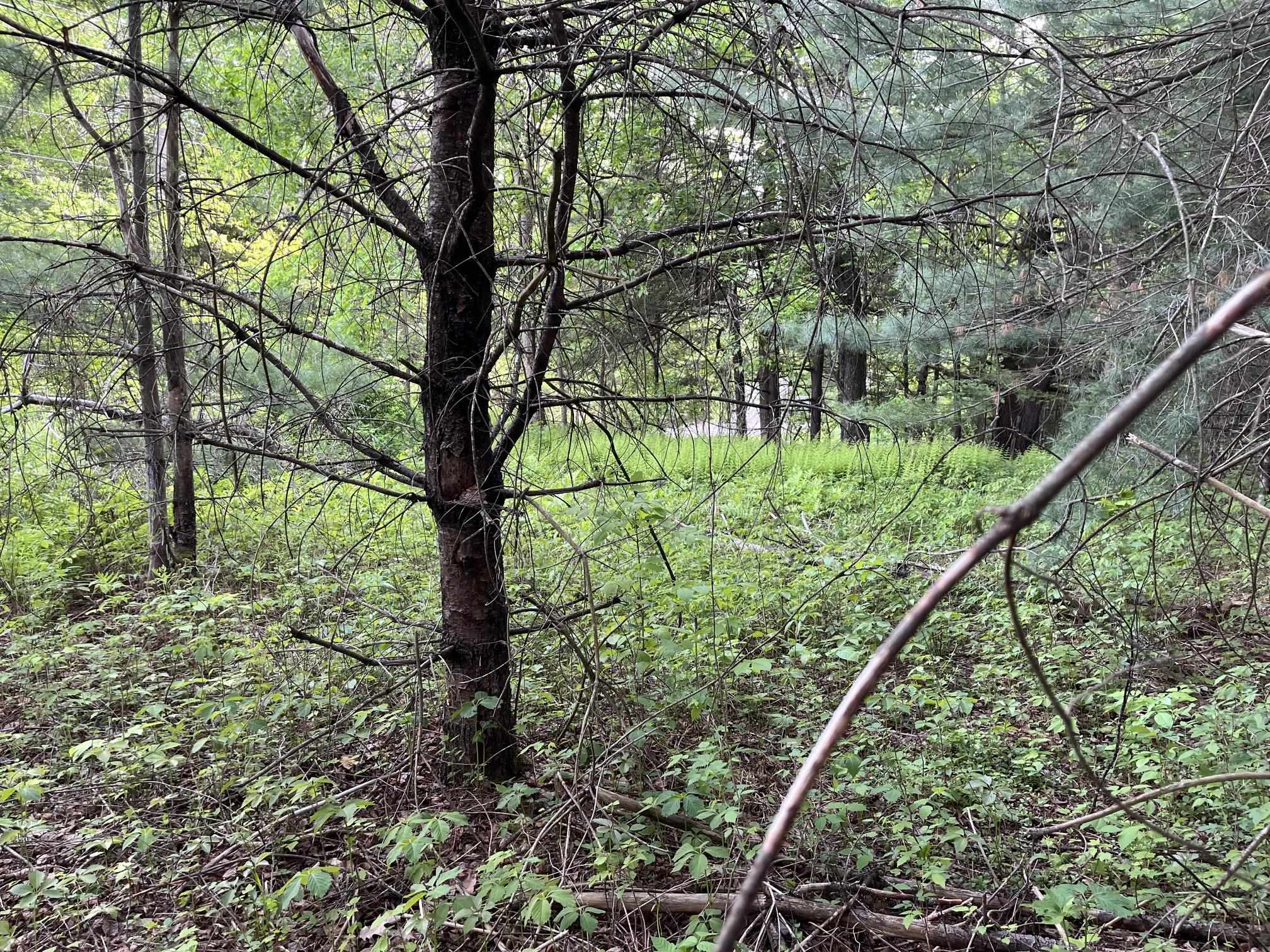 Map 17 Lot 33 River Road Property Photo 21