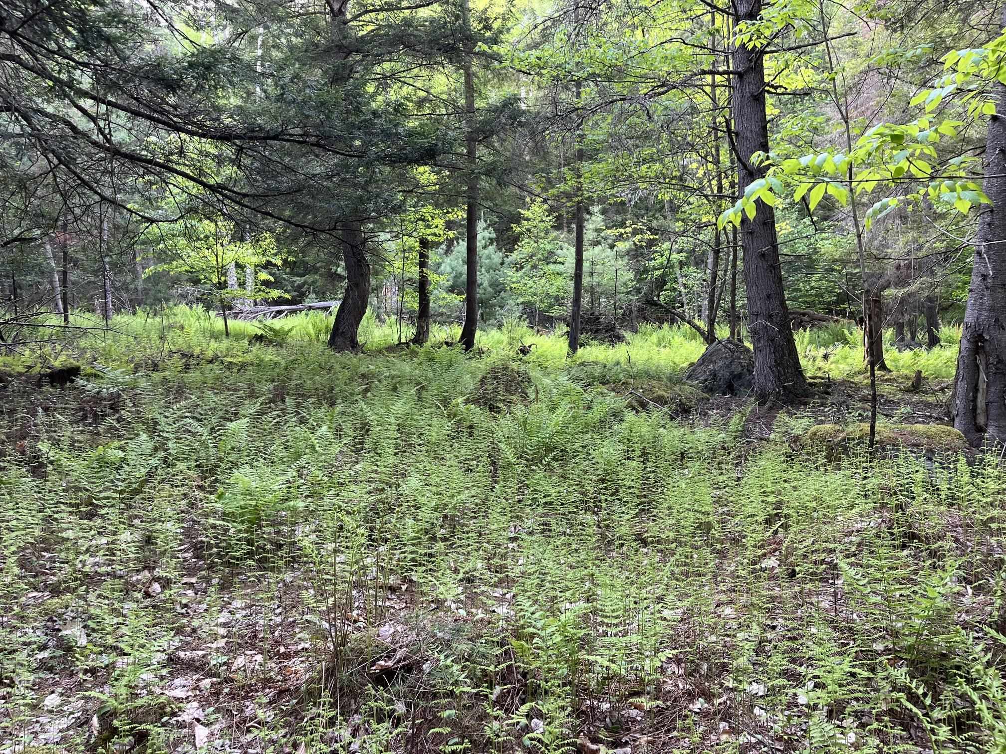 Map 17 Lot 33 River Road Property Photo 24