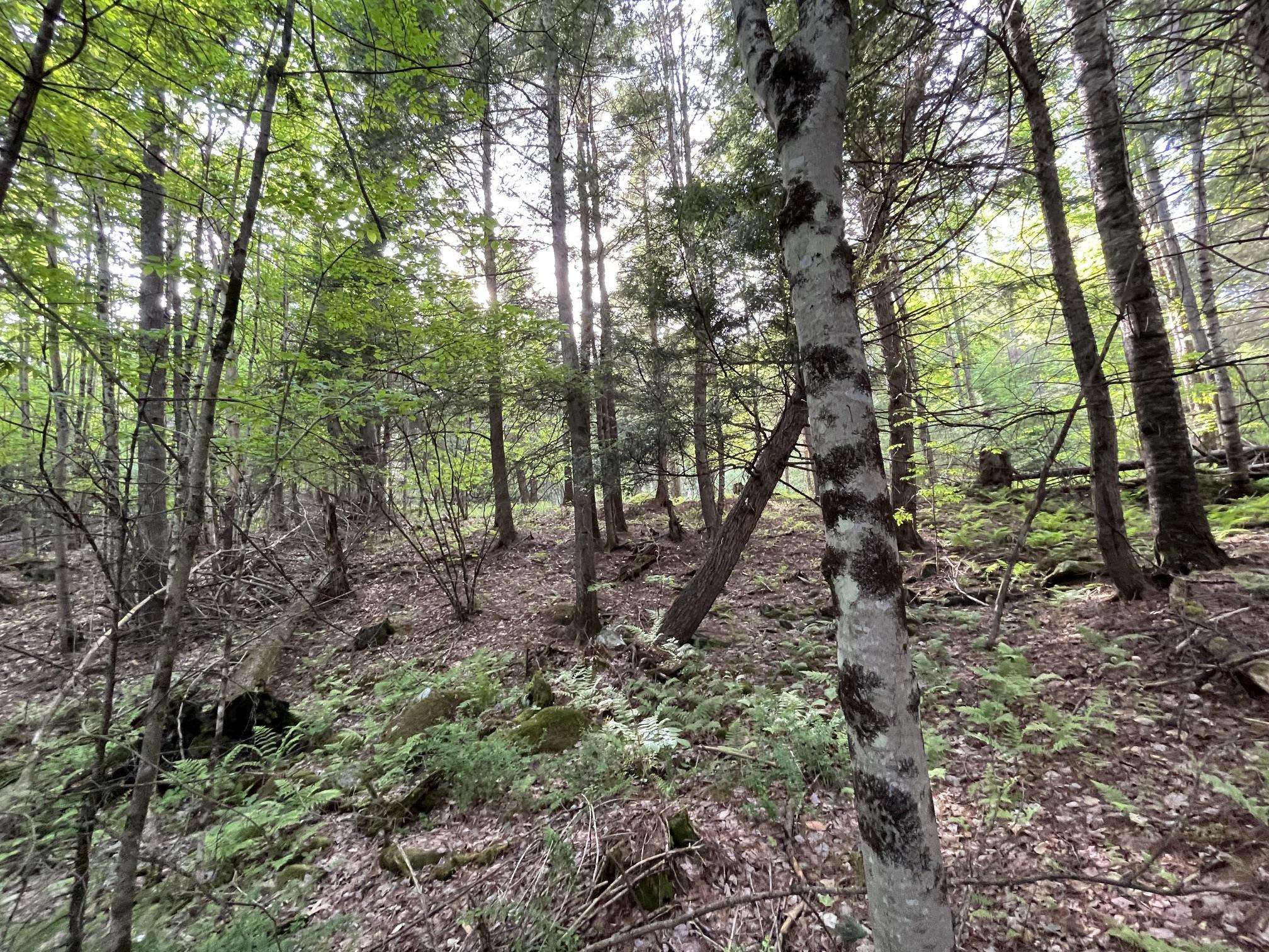 Map 17 Lot 33 River Road Property Photo 26