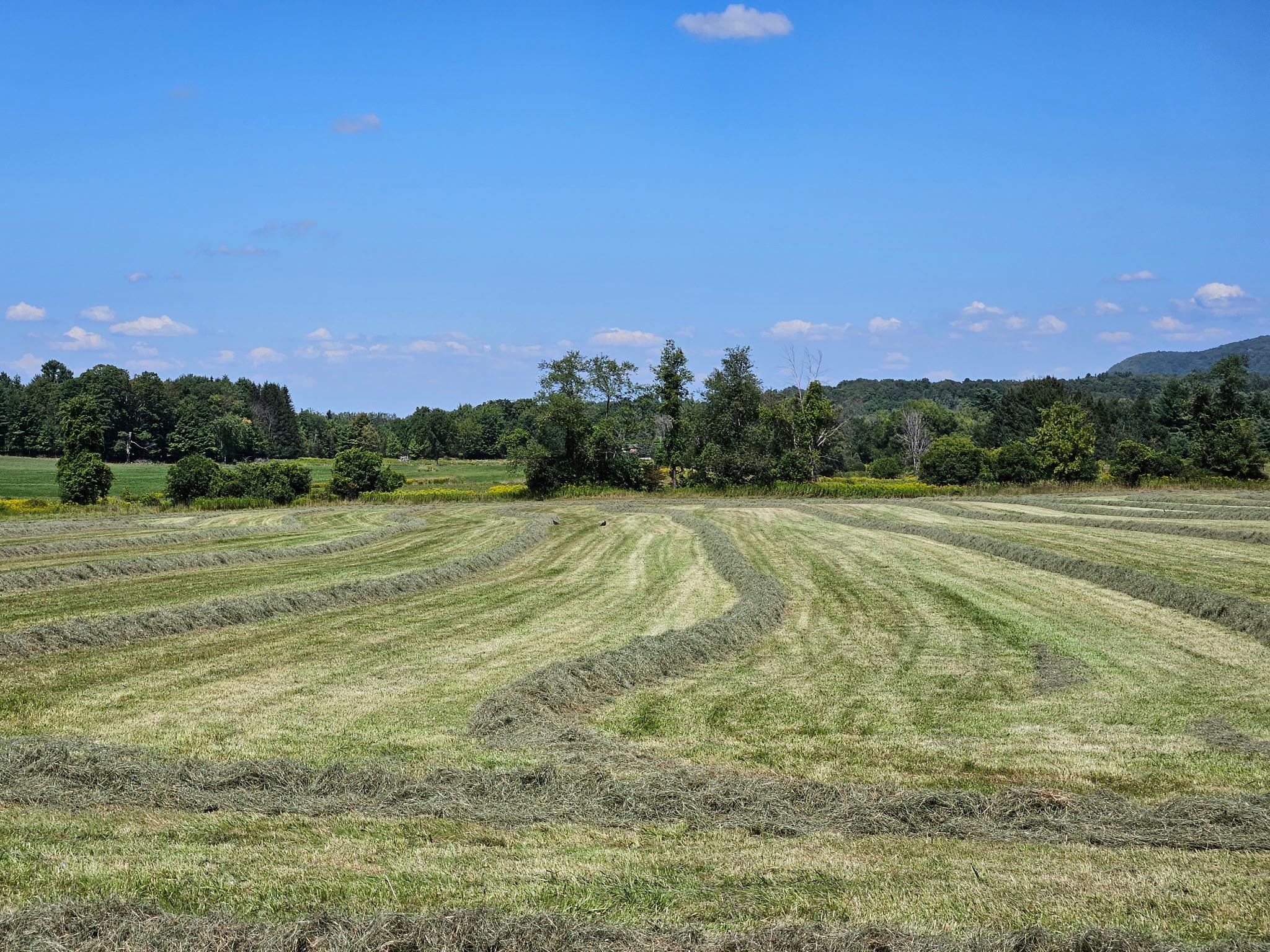 Lot 2 Plains Road Property Photo 15