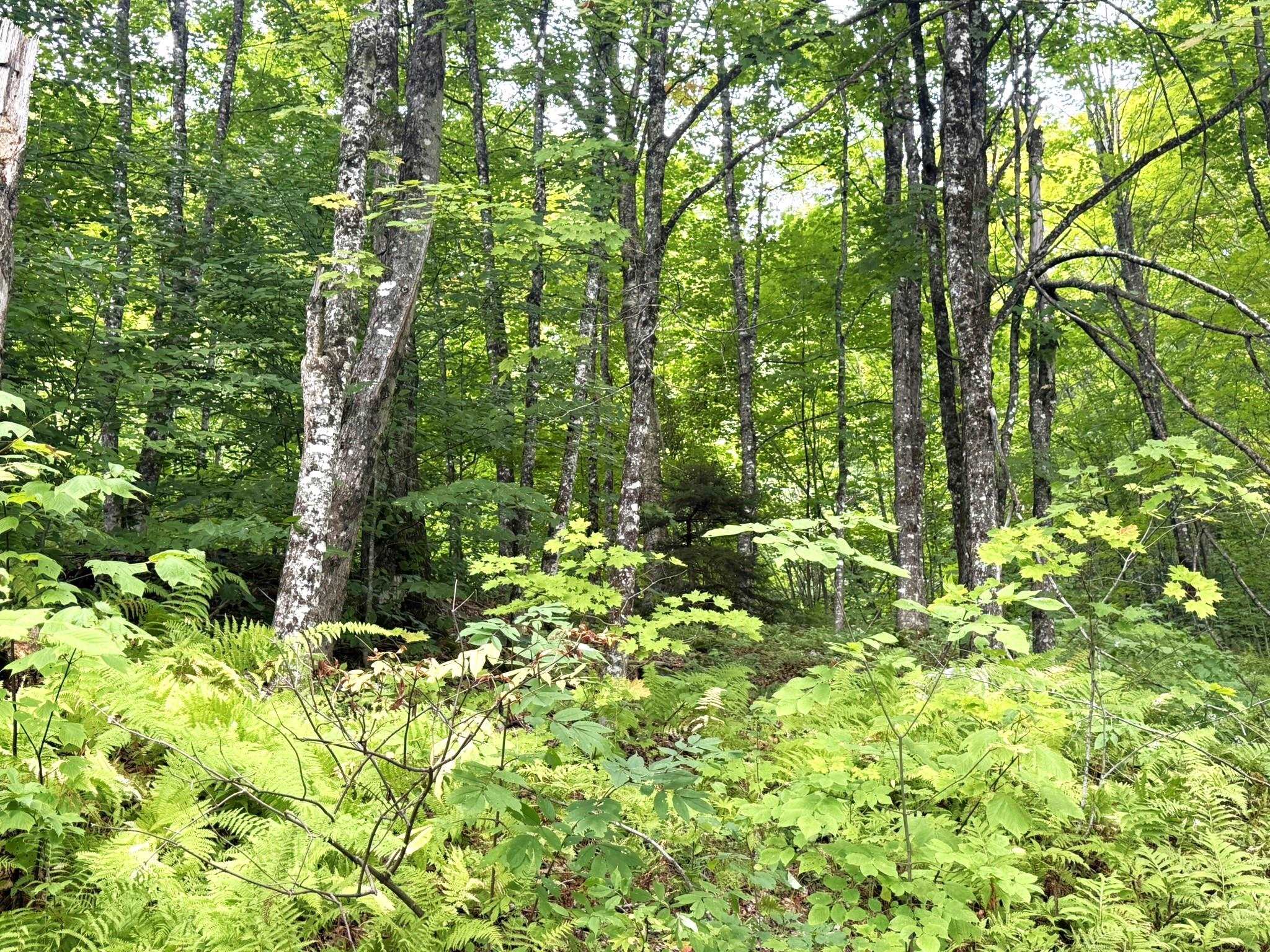 369 Hardscrabble Mountain Road Property Photo 12