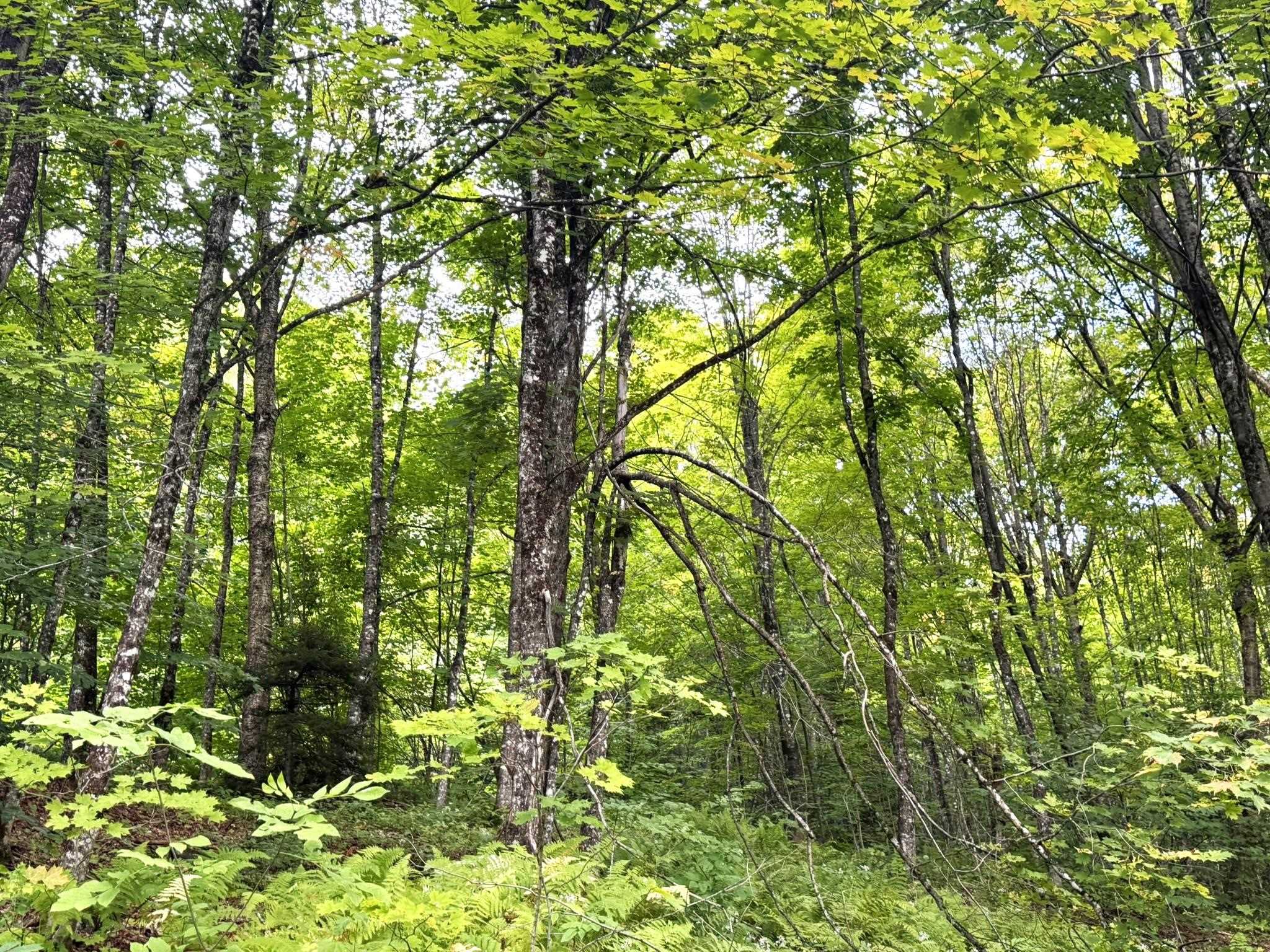 369 Hardscrabble Mountain Road Property Photo 13
