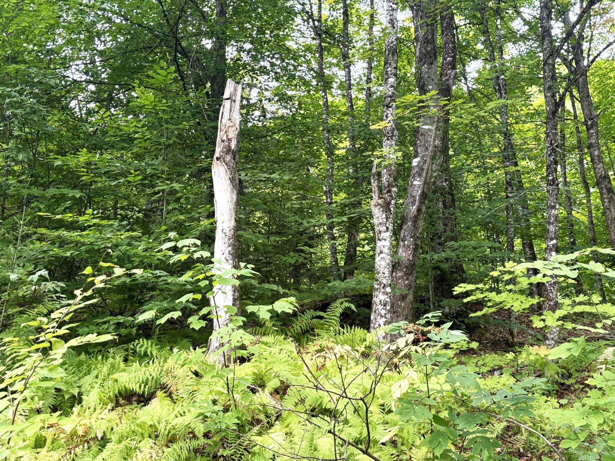 369 Hardscrabble Mountain Road Property Photo 14