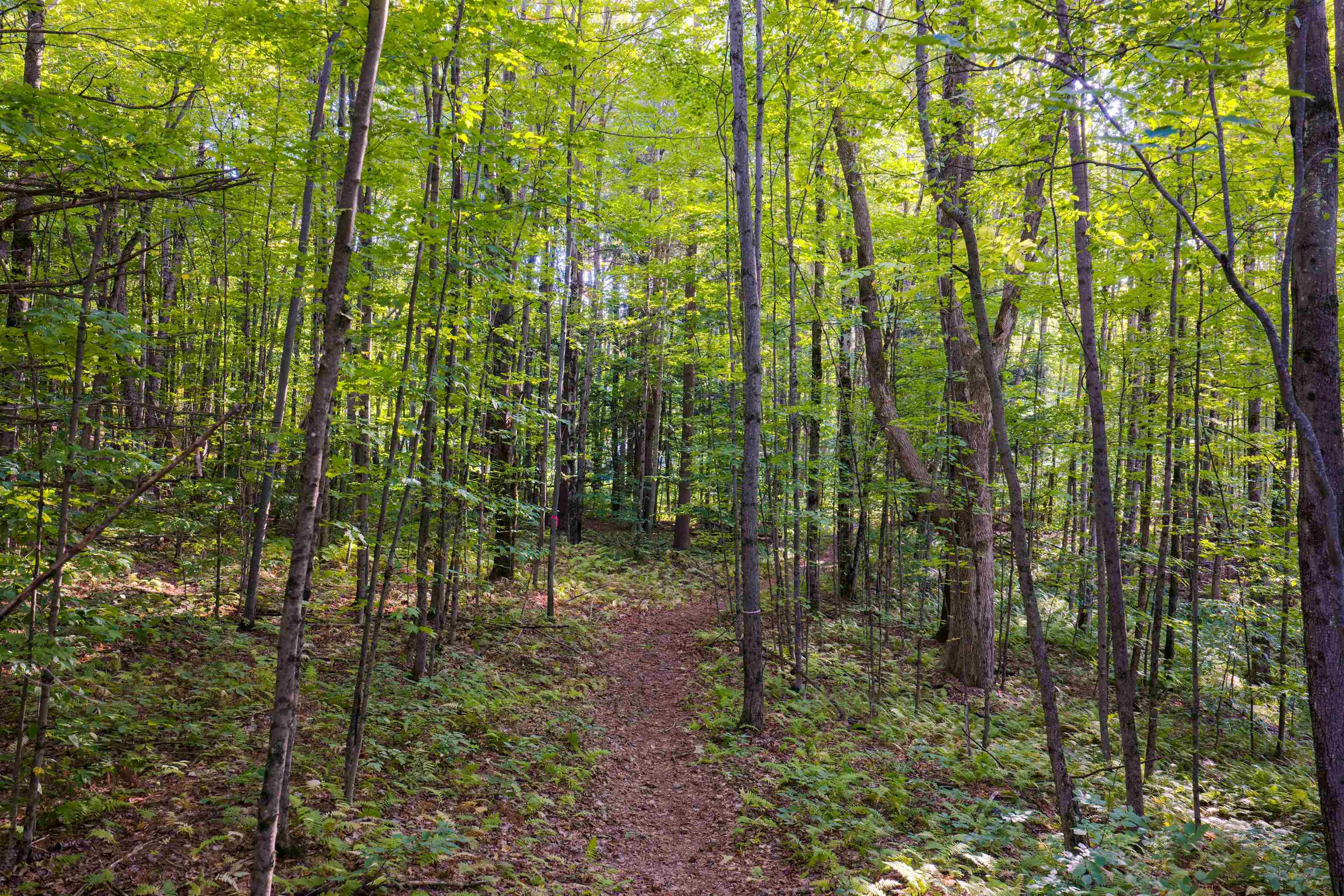 Lot 8 Apple Tree Road Property Photo 10