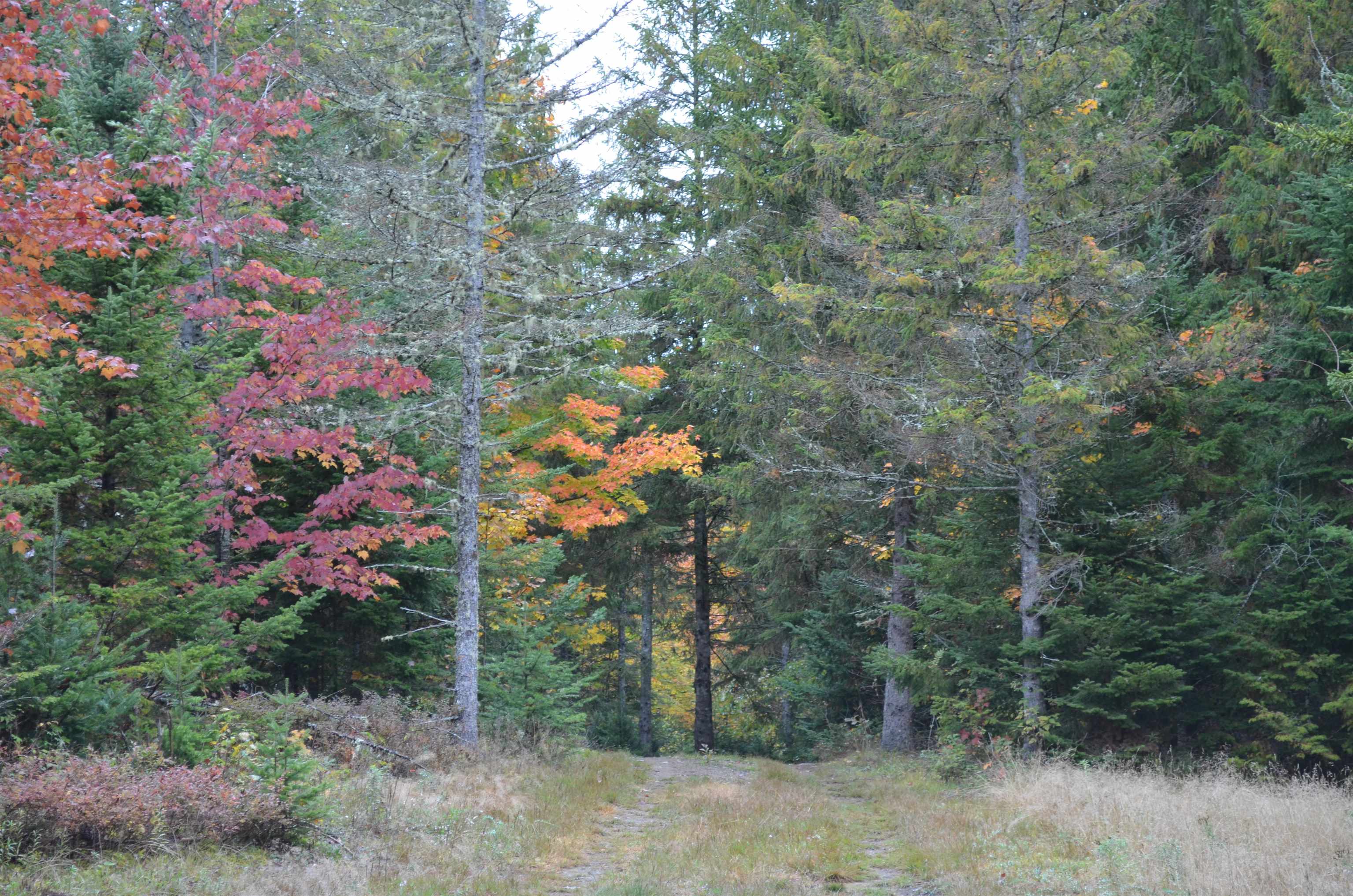 205 Deer Ridge Road Property Photo 26