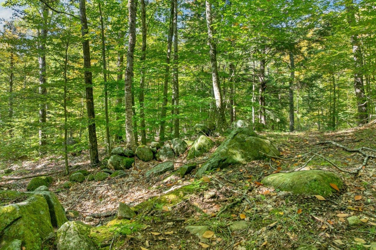 Lot 22 Mt Israel Road Property Photo 6