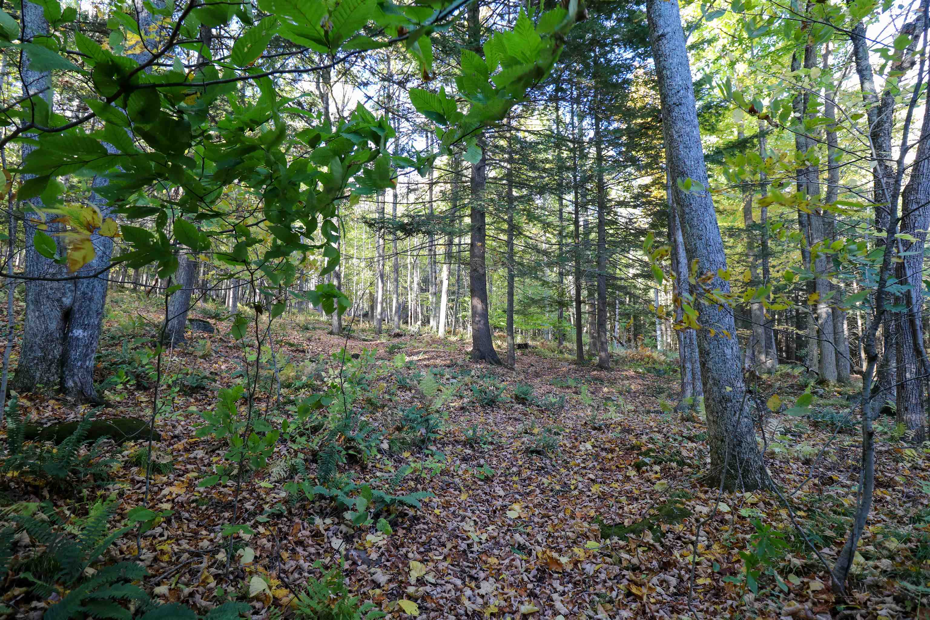 1224 Marsh Family Road Property Photo 45