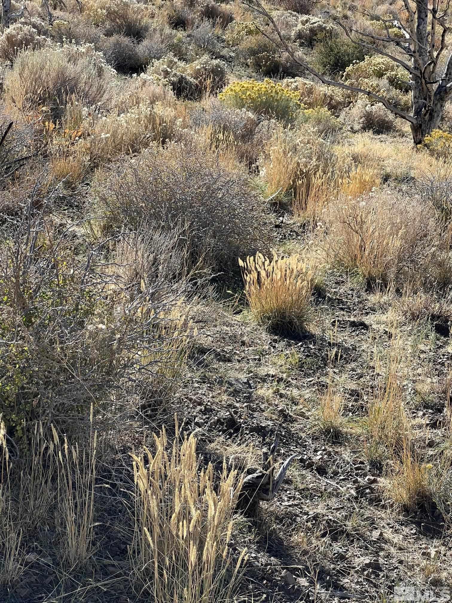 Tbd Parcels At Pine Nut Creek Area Property Photo 37