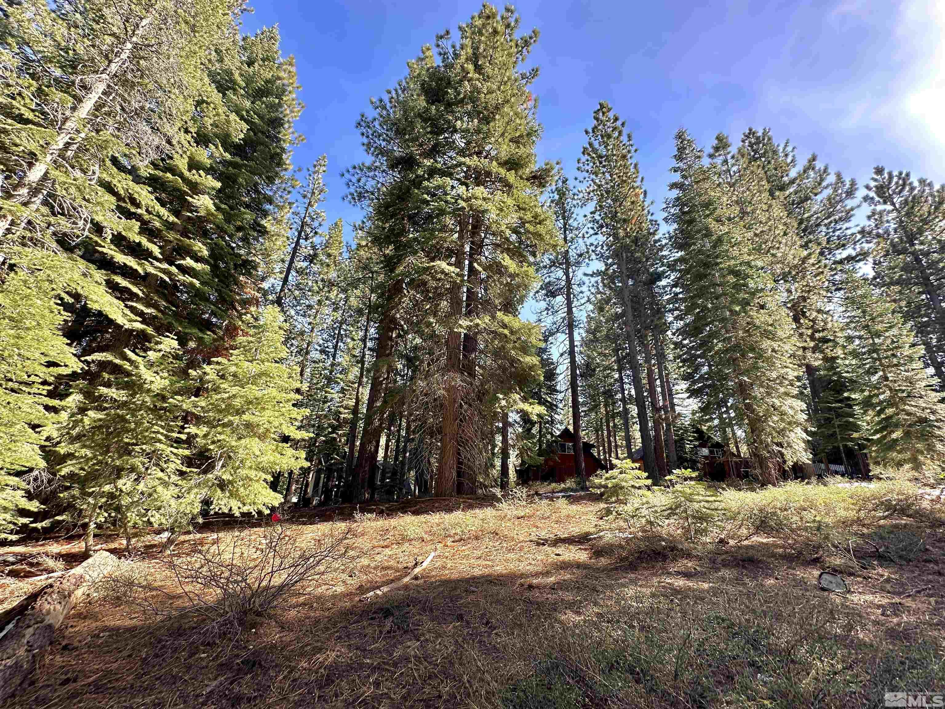 1593 Plumas Property Photo 5