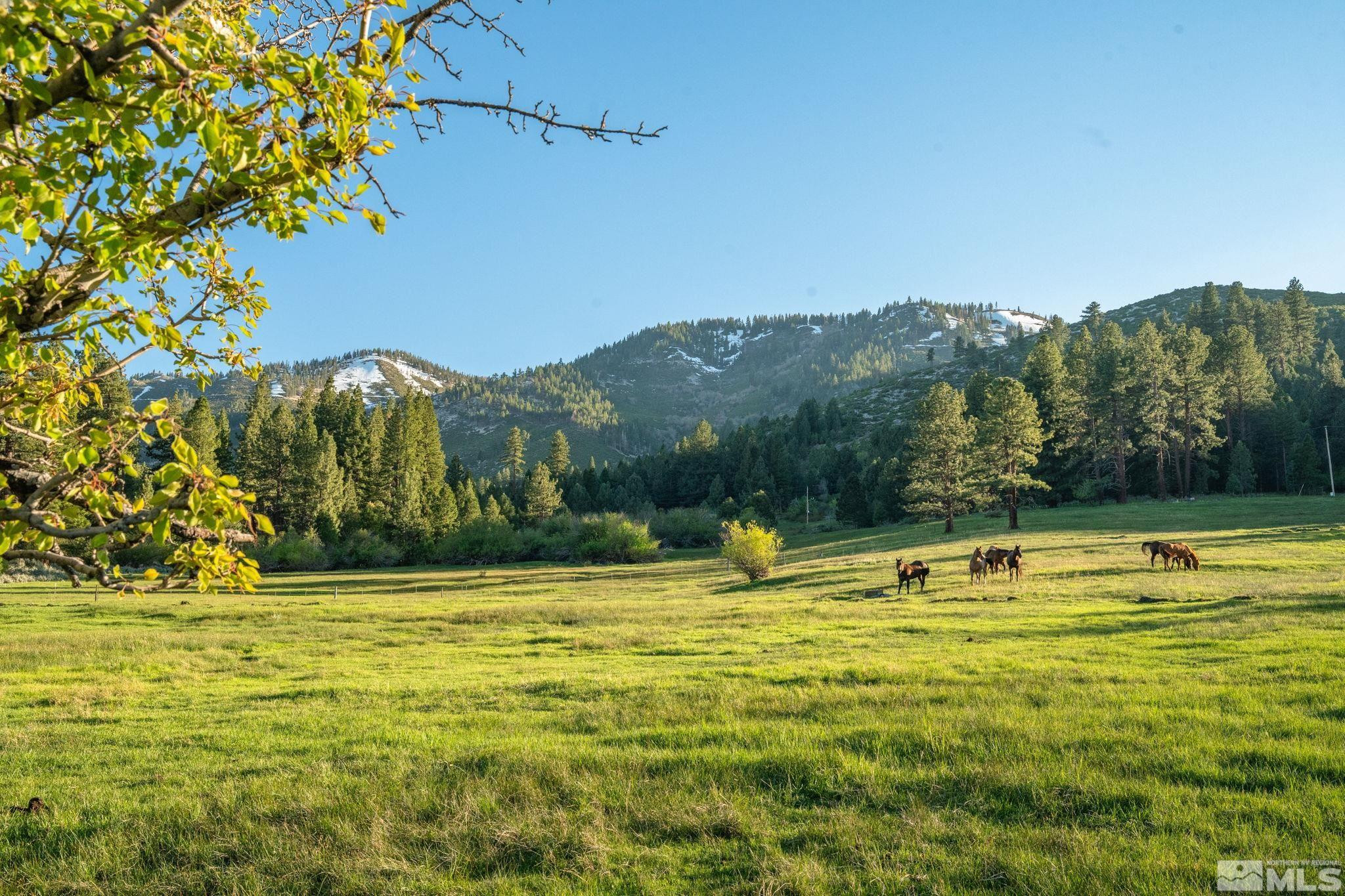 6995 Franktown Road Property Photo 23