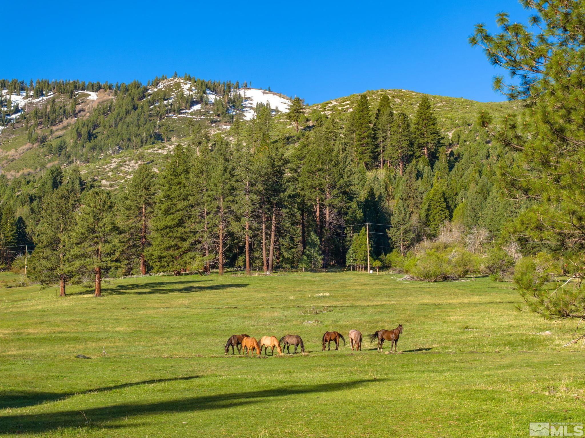 6995 Franktown Road Property Photo 24