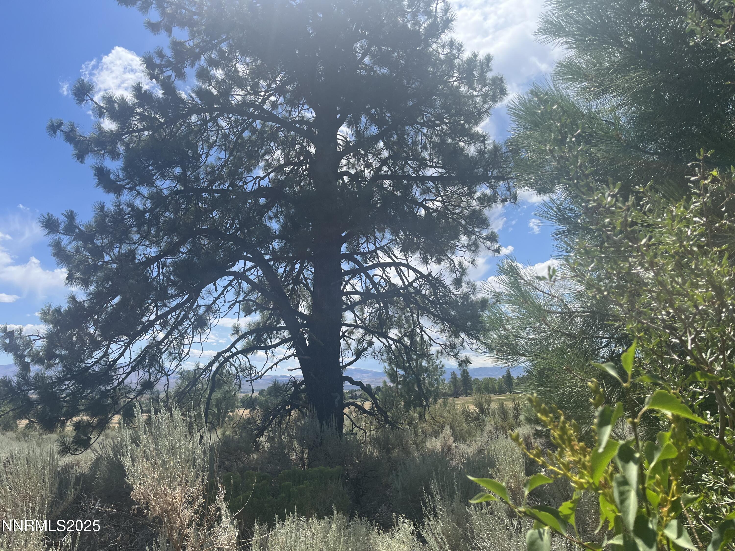 233 Sierra Country Circle Property Photo 8