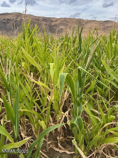 3995 Bacon Rind Road Property Photo 10