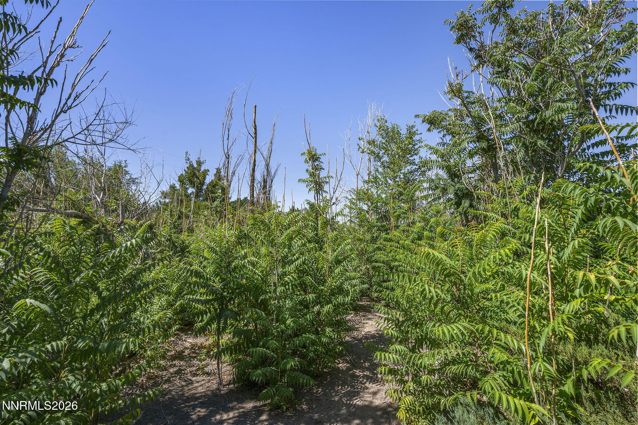 8780 Calico Trail Property Photo 20