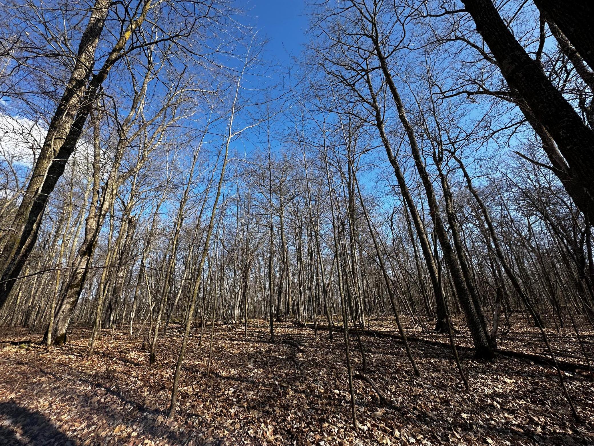 Xxx Wilson Lake Drive Property Photo 5