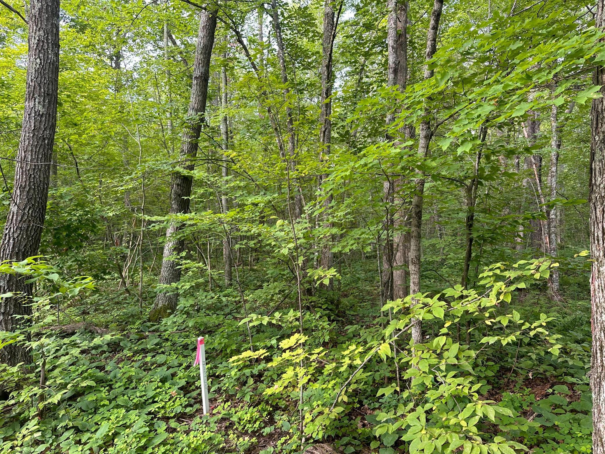Xxx Wilson Lake Drive Property Photo 15