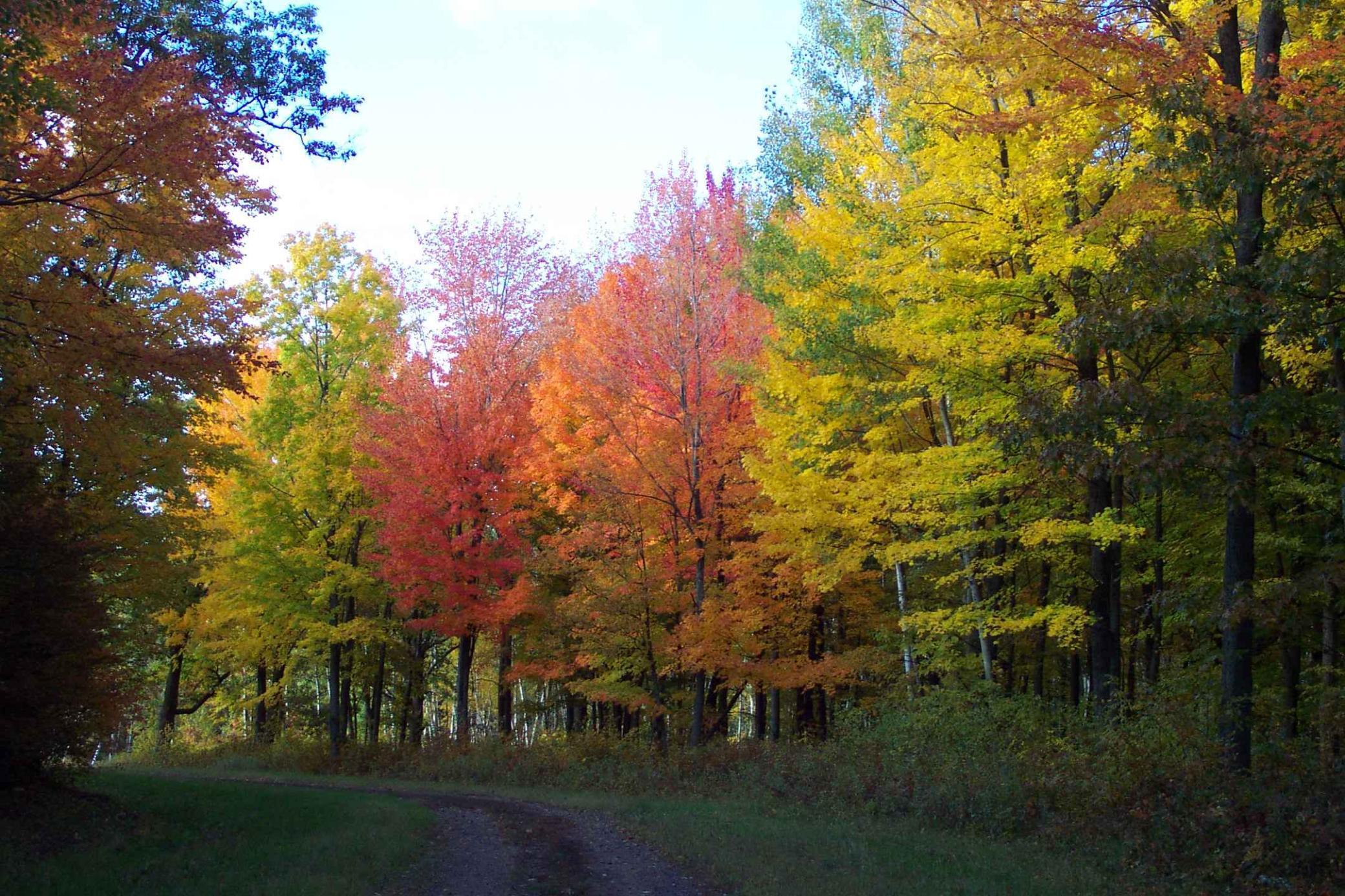 Xxx White Oak Dr (lot 304) Property Photo 15