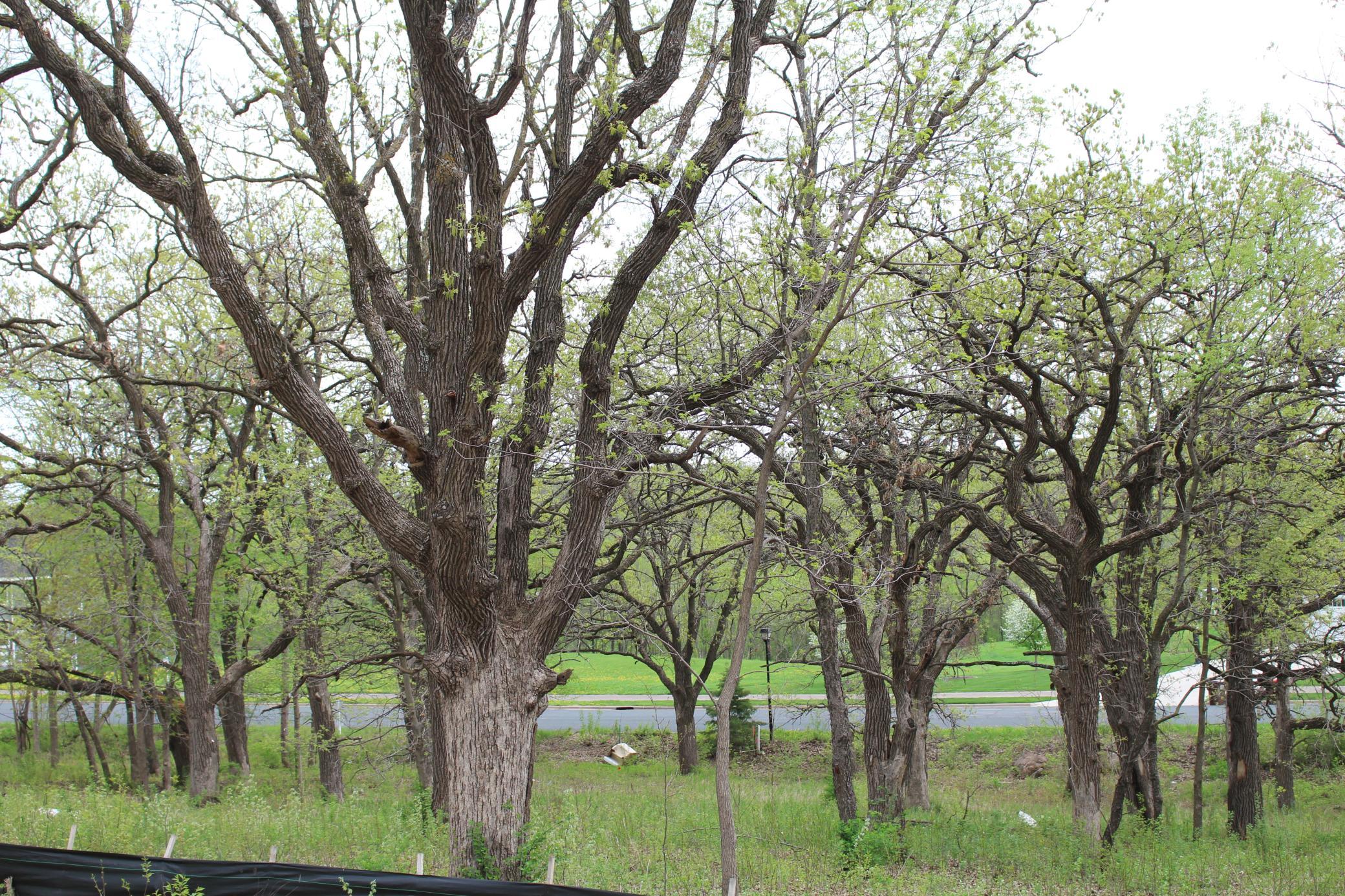 1730 River Shore Drive Property Photo 11