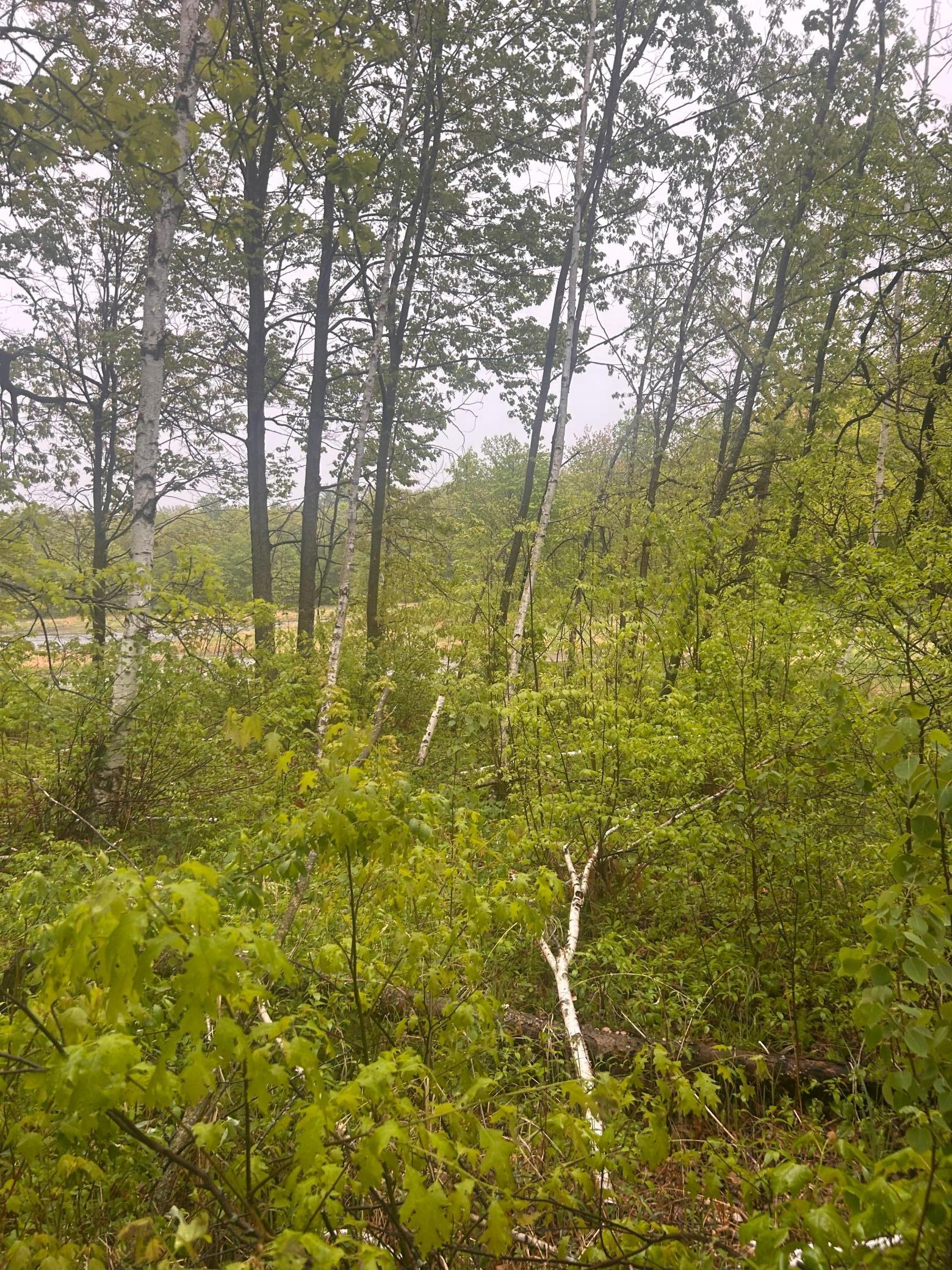 Xxx Cardinal Trail