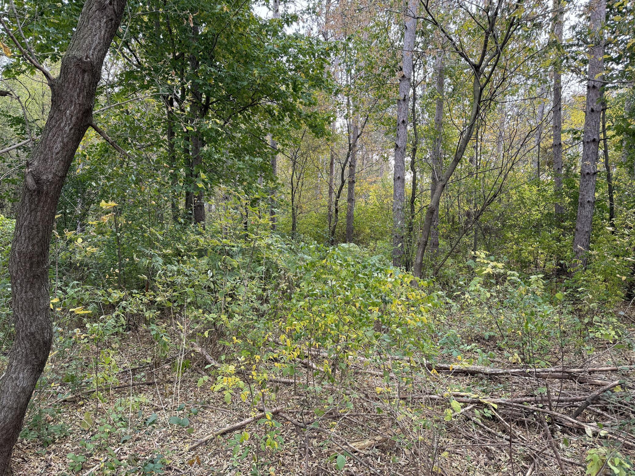 Lot 1 - X 195th Avenue Property Photo 14