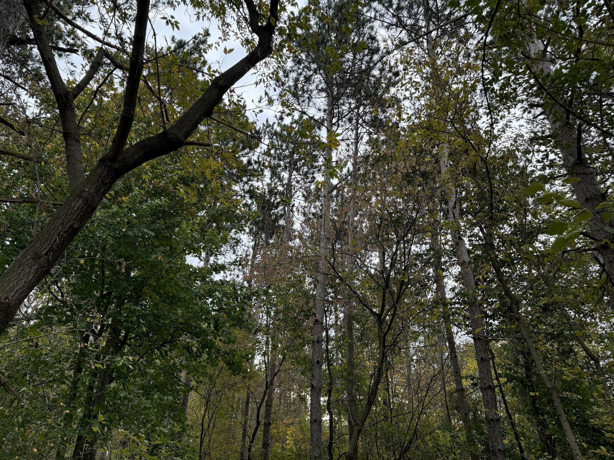 Lot 3 - Xxx 195th Avenue Property Photo 3
