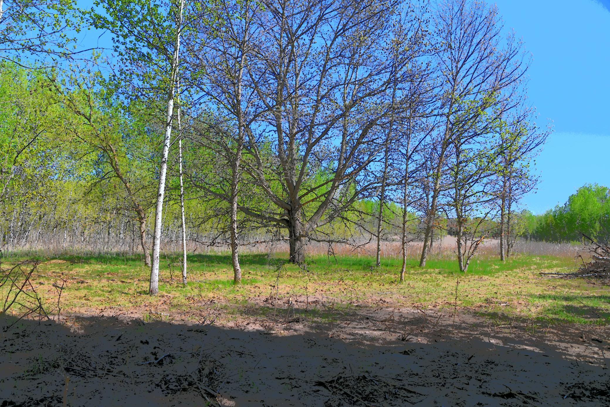 Lot 51 Block 12 Poplar Lane Property Photo 3