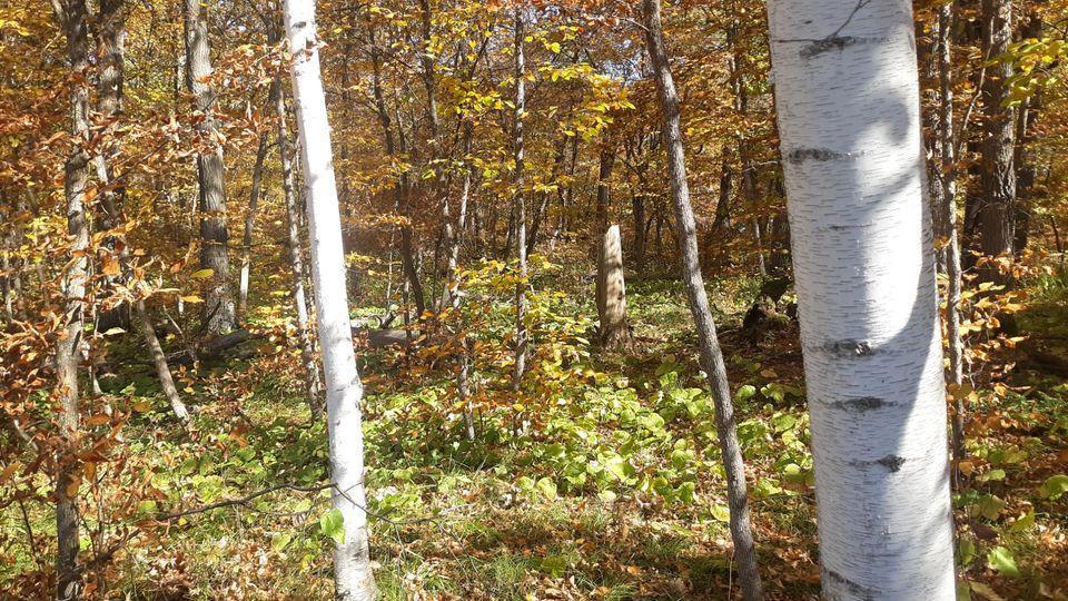 Lot 16 Pine Island Pt Dr Property Photo 2