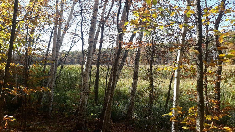 Lot 16 Pine Island Pt Dr Property Photo 6