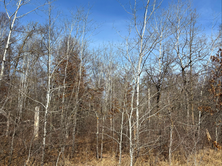 Tbd Ski Chalet Drive Property Photo 1