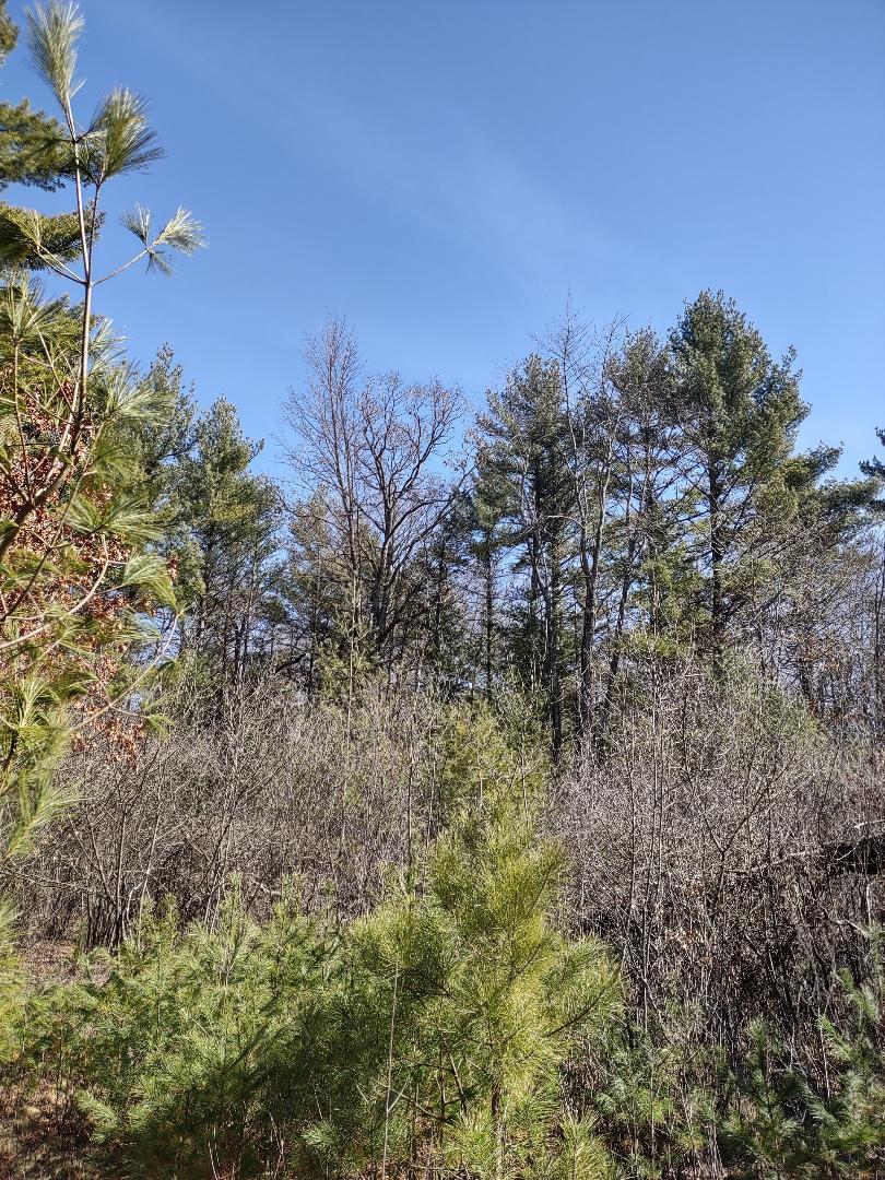 Lots 18 & 19 Whitetail Court Property Photo 5