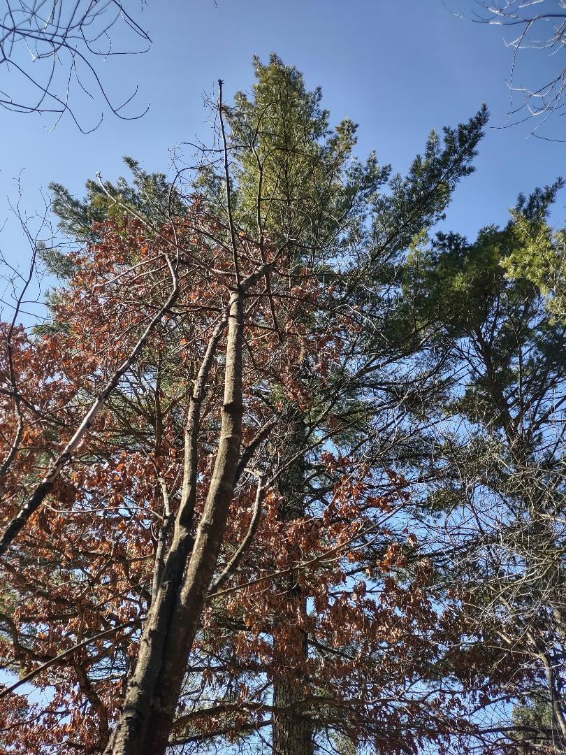 Lots 18 & 19 Whitetail Court Property Photo 8