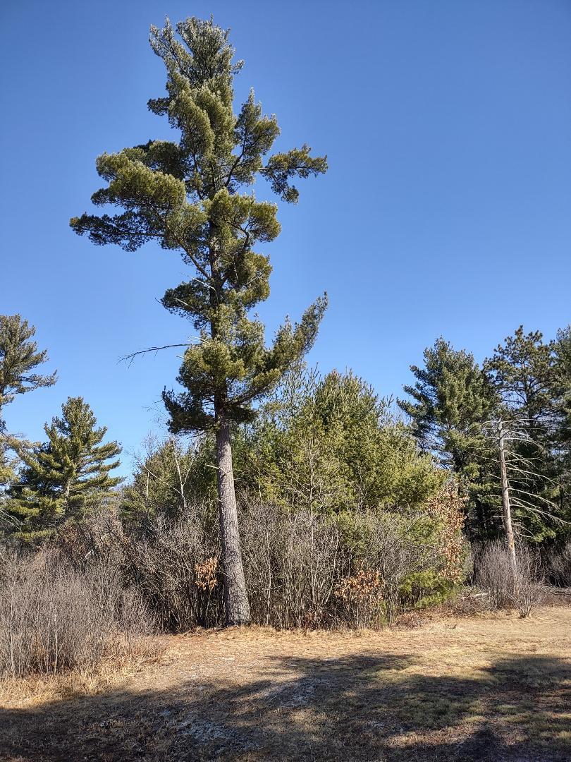 Lots 18 & 19 Whitetail Court Property Photo 11