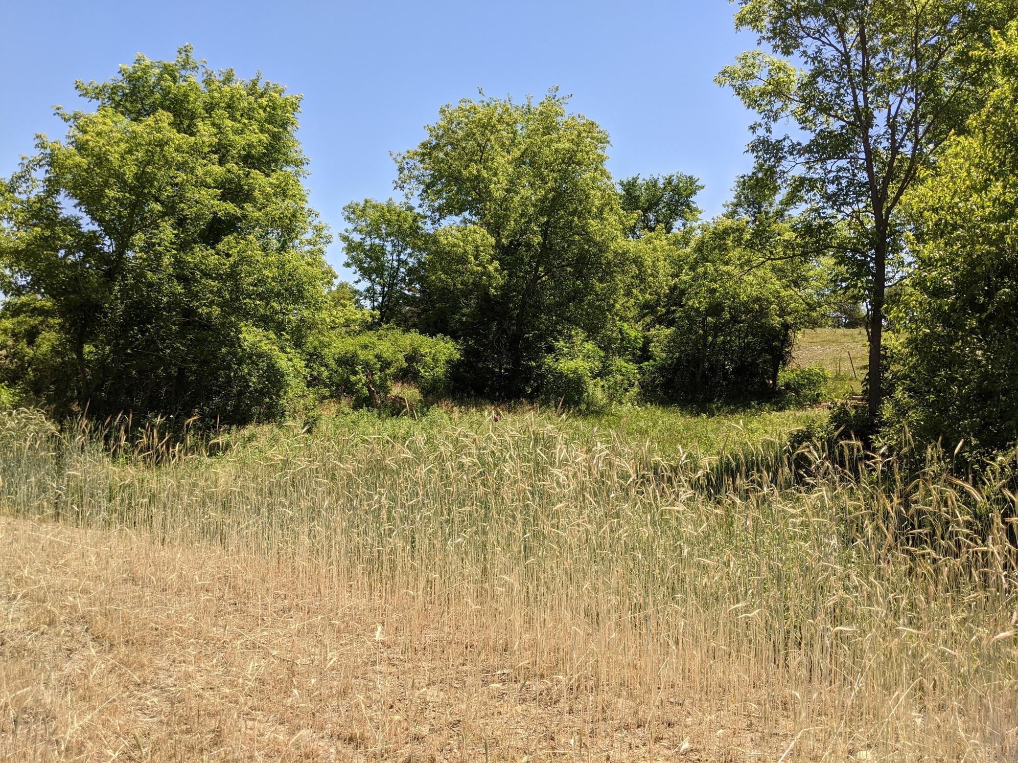 1002 Moon Glow Road Property Photo 22