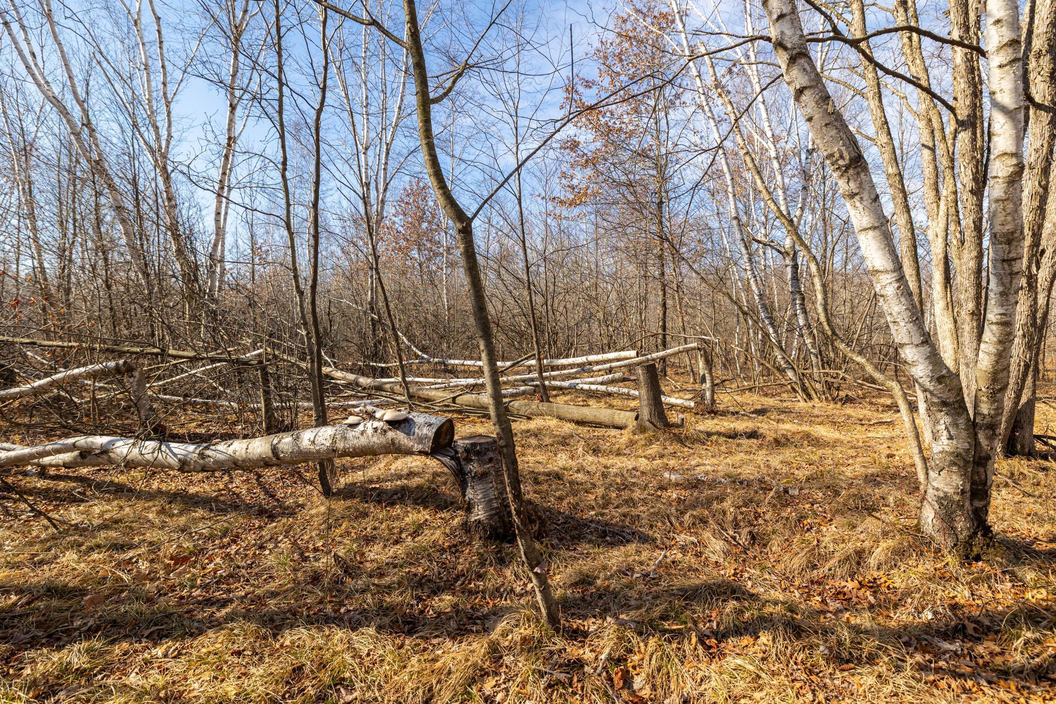 5897 State Highway 80 Property Photo 43