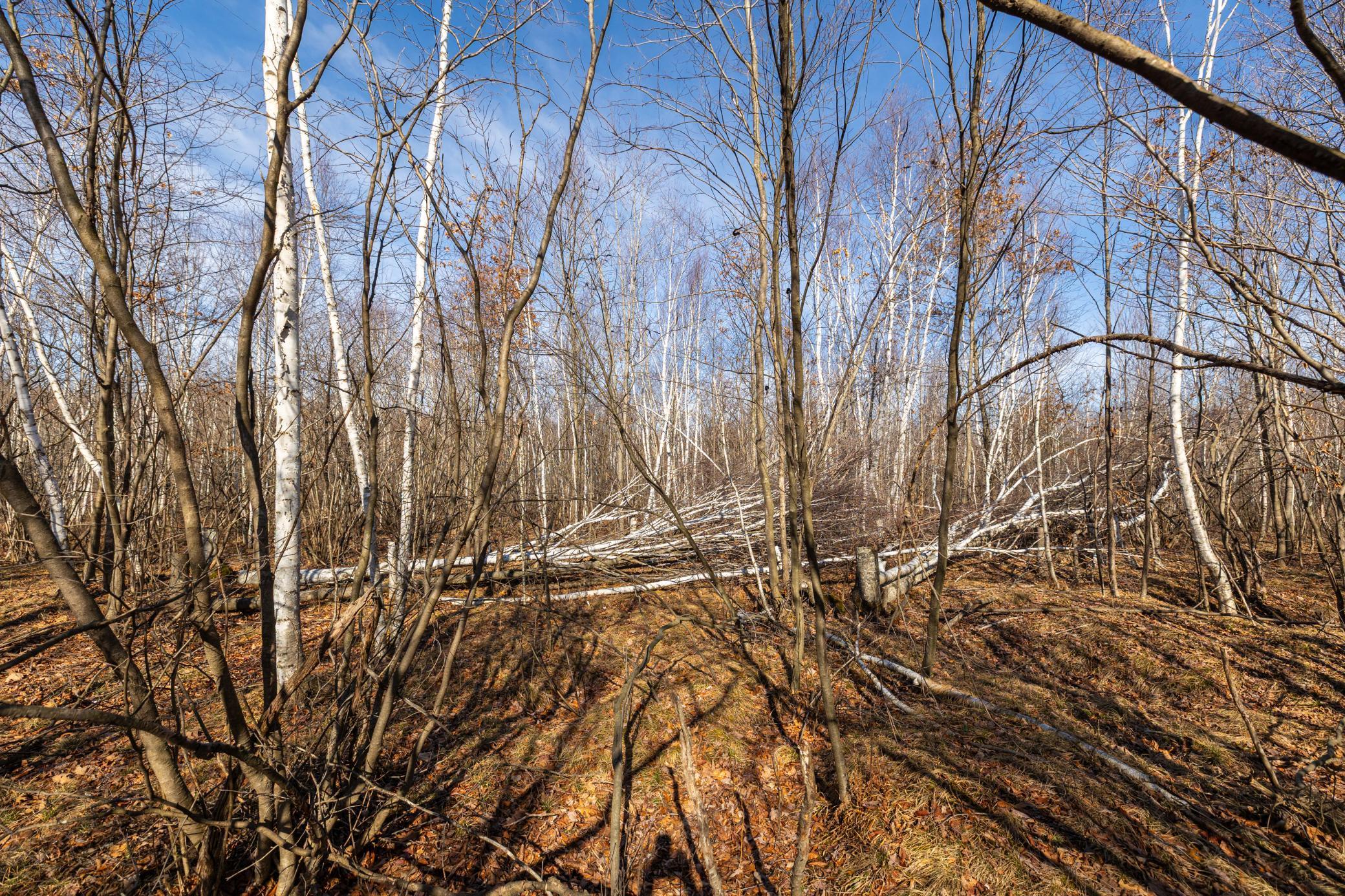 5897 State Highway 80 Property Photo 47