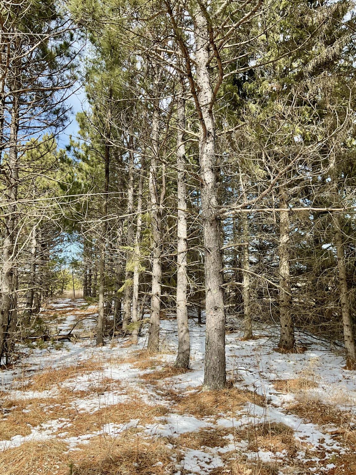 22074 Gumby Bear Road Property Photo 8