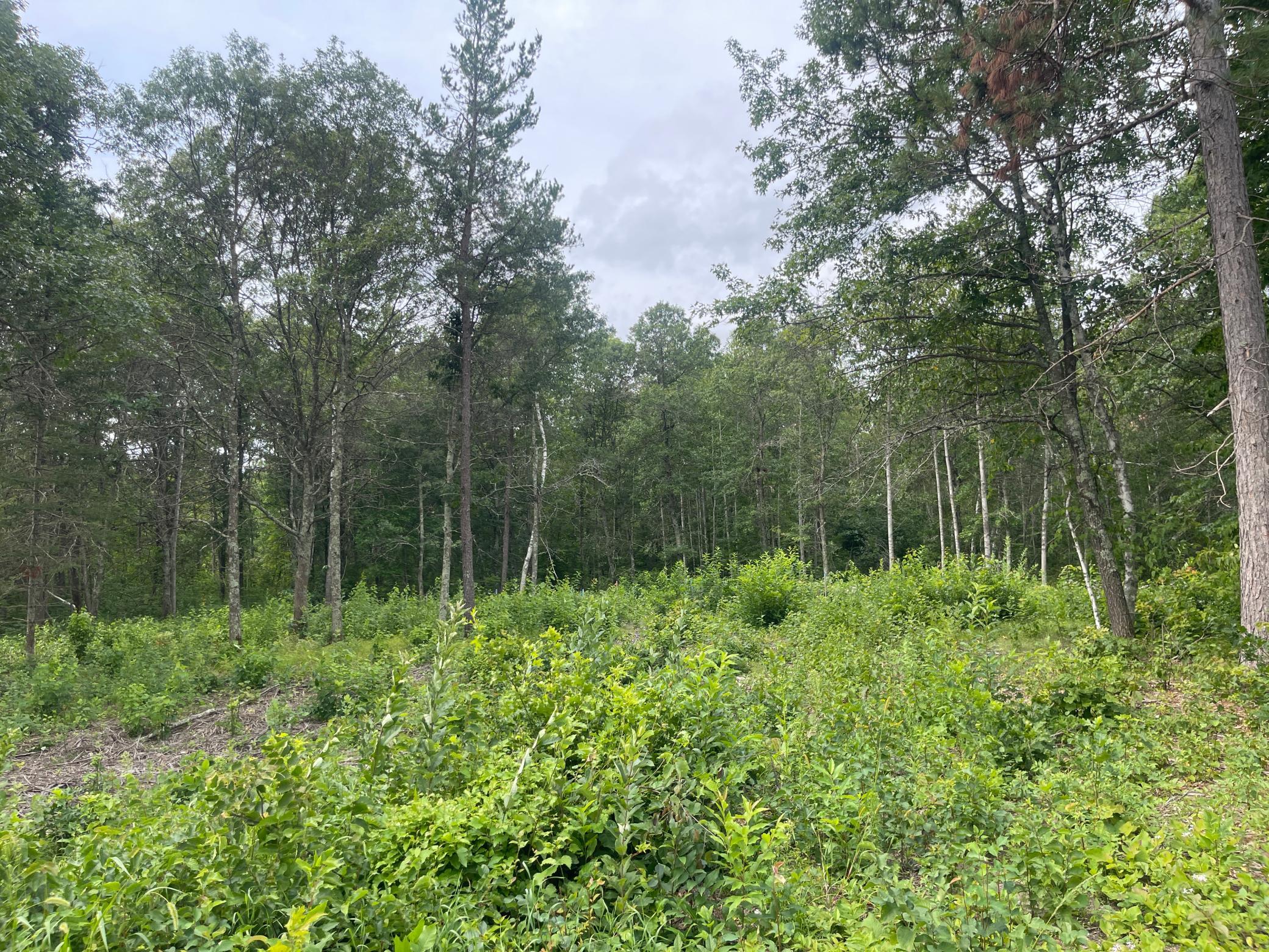Lot 4 Patriot Ave Property Photo 1