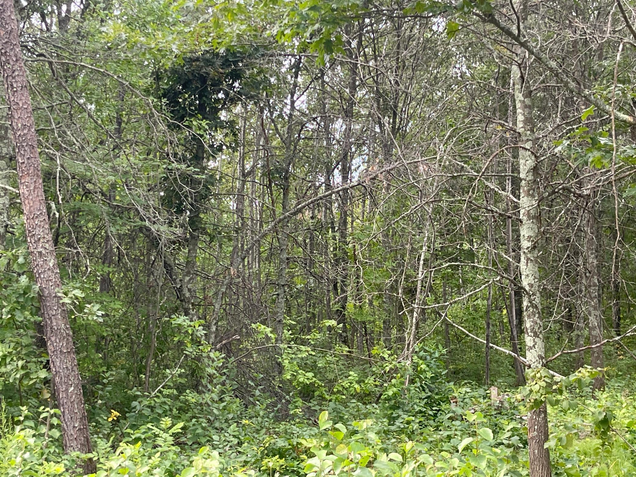 Lot 4 Patriot Ave Property Photo 2