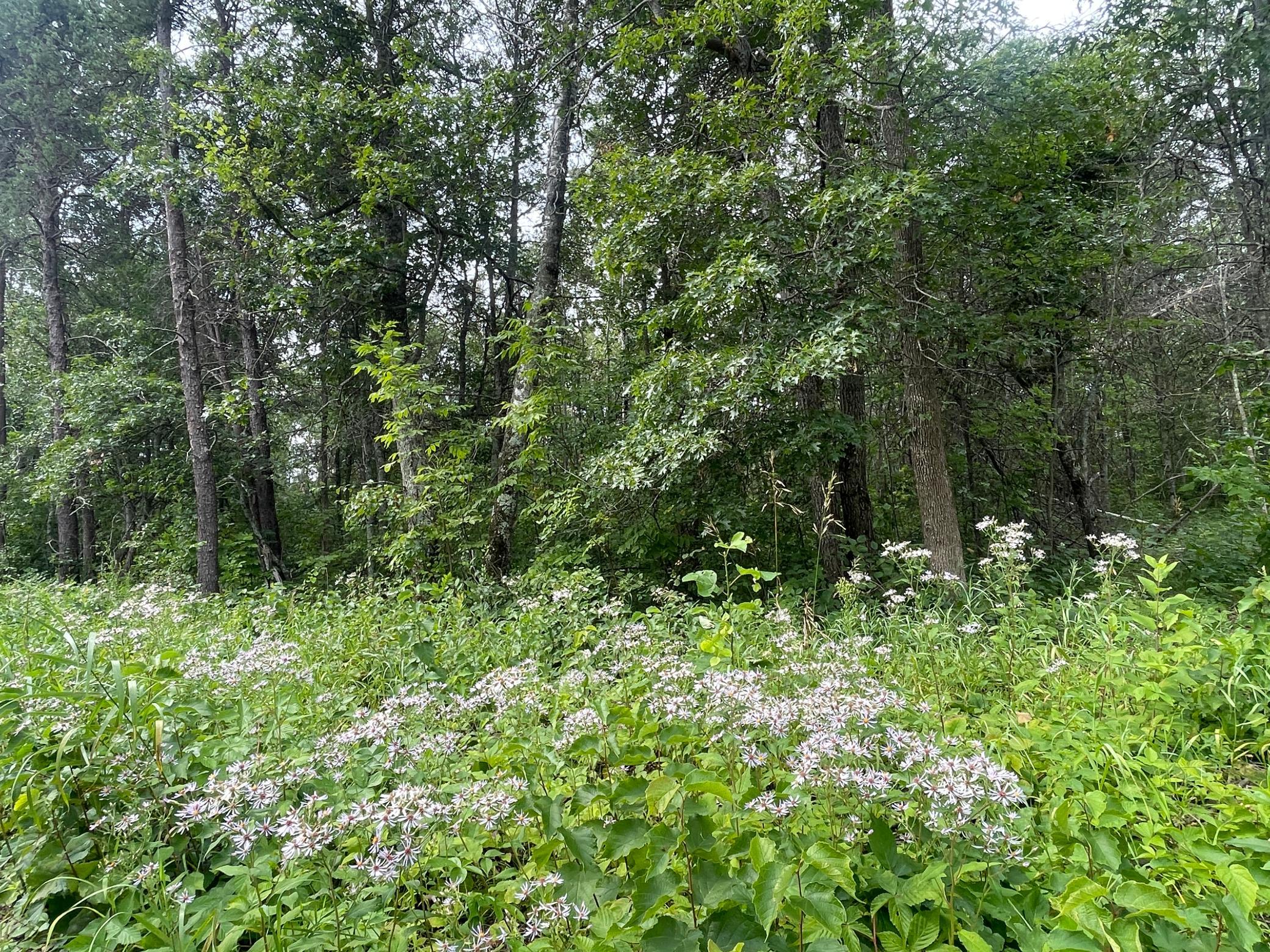 Lot 4 Patriot Ave Property Photo 3