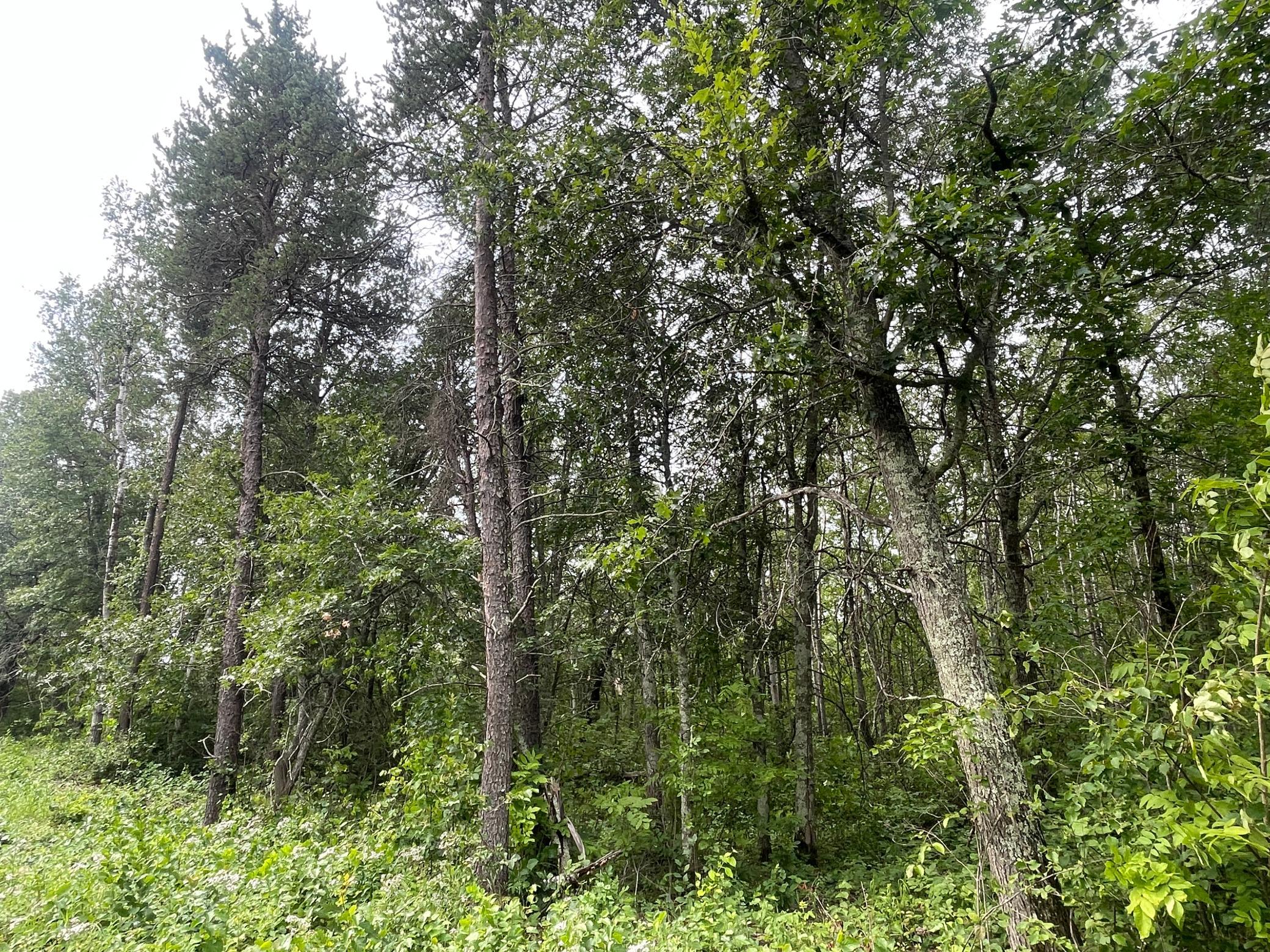 Lot 4 Patriot Ave Property Photo 6
