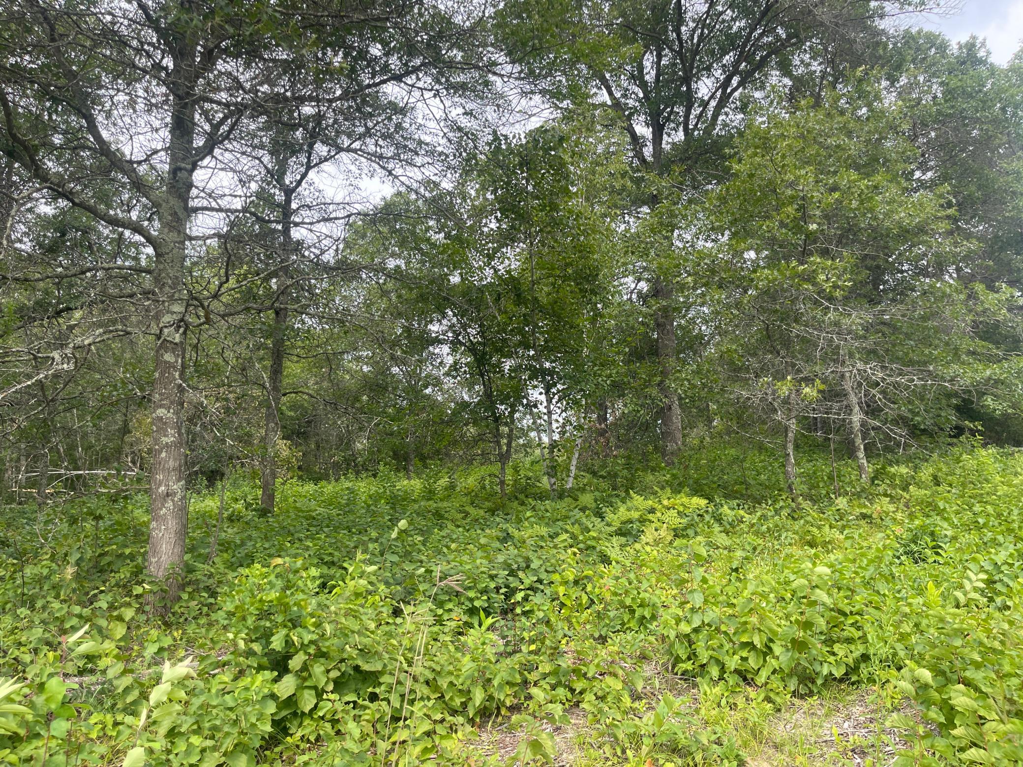Lot 4 Patriot Ave Property Photo 10