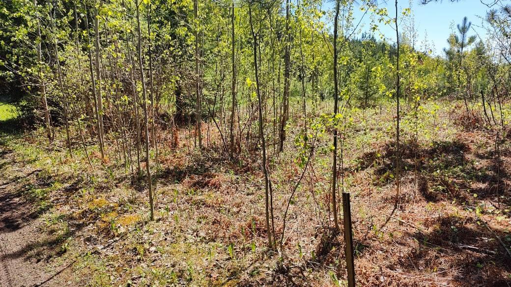 80012 Conifer Crest Property Photo 7
