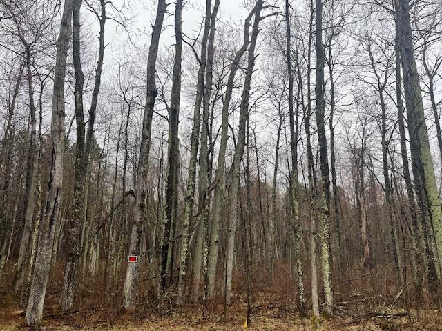 0 Levi Lane Property Photo 3