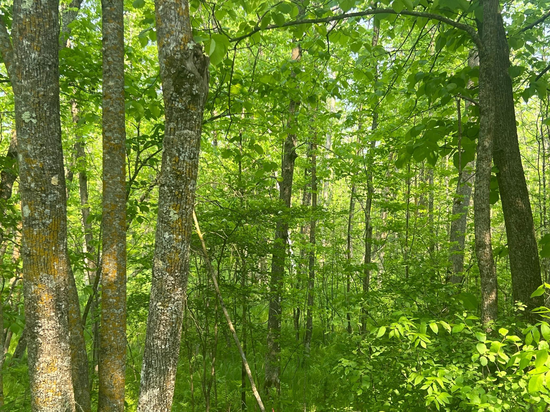 Tbd Dettbarn Rd. Property Photo 4