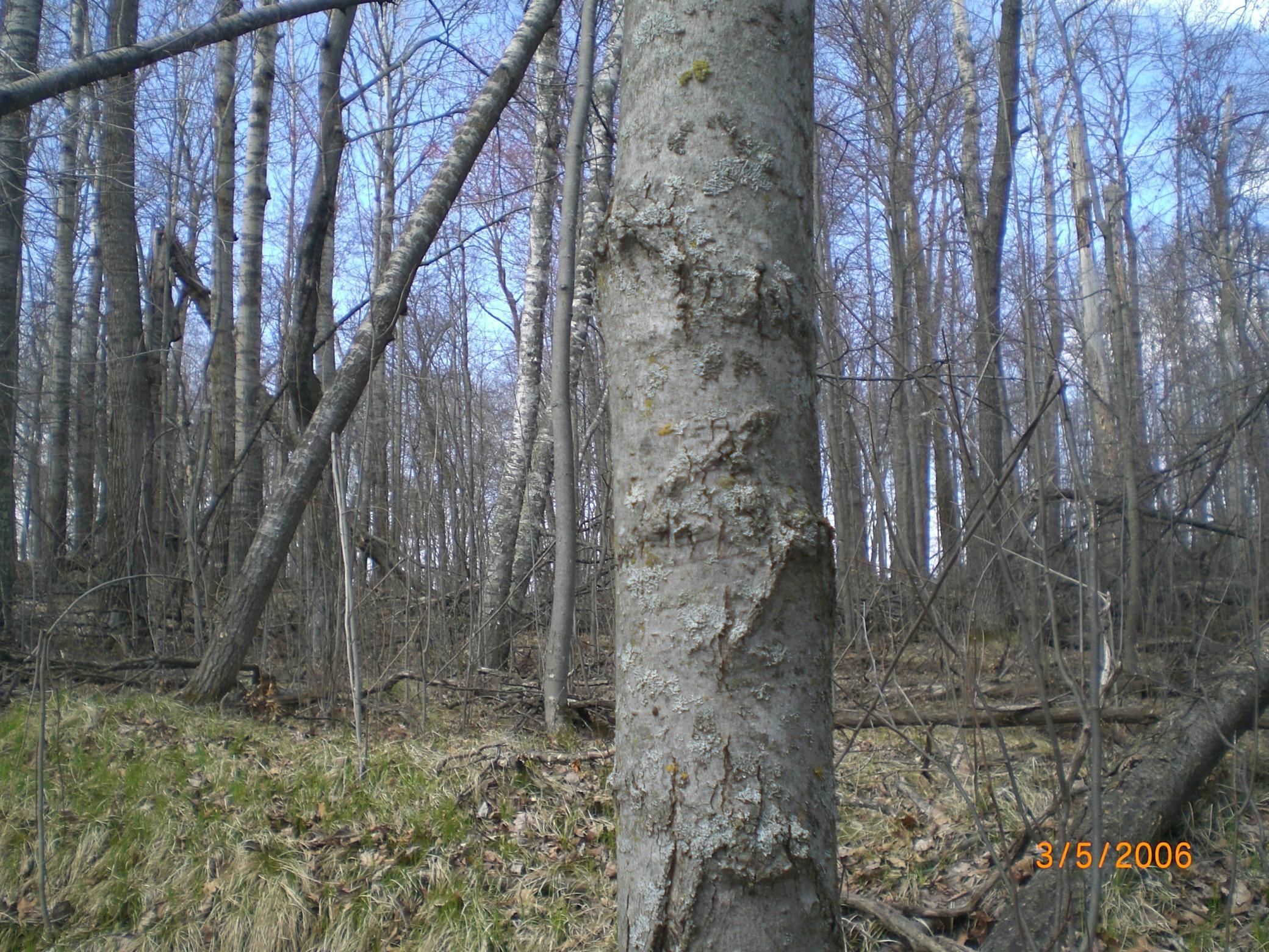 Lot 211 Catskill Circle Property Photo 6
