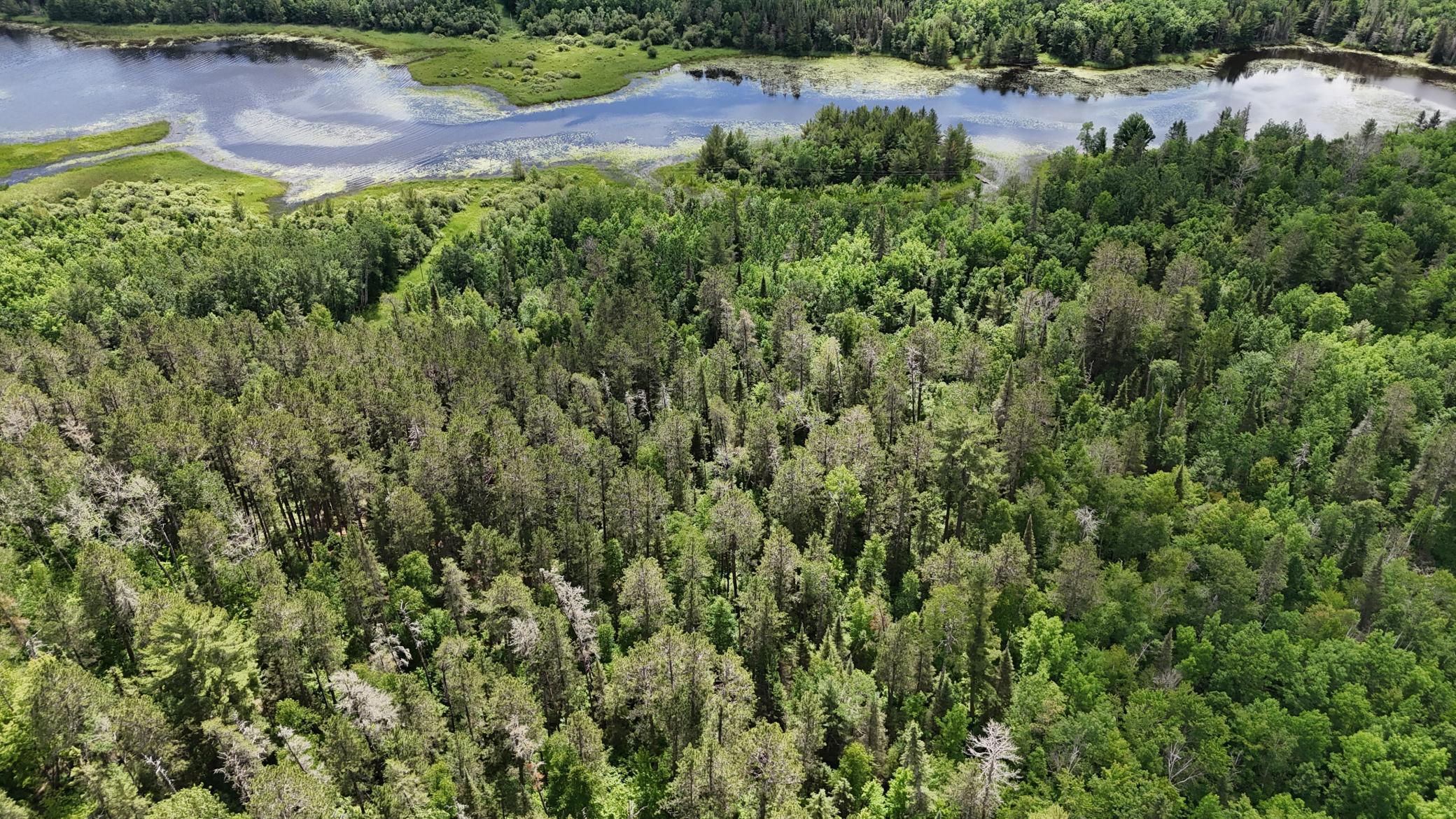 Tbd 40 Crane Lake Property Photo 17