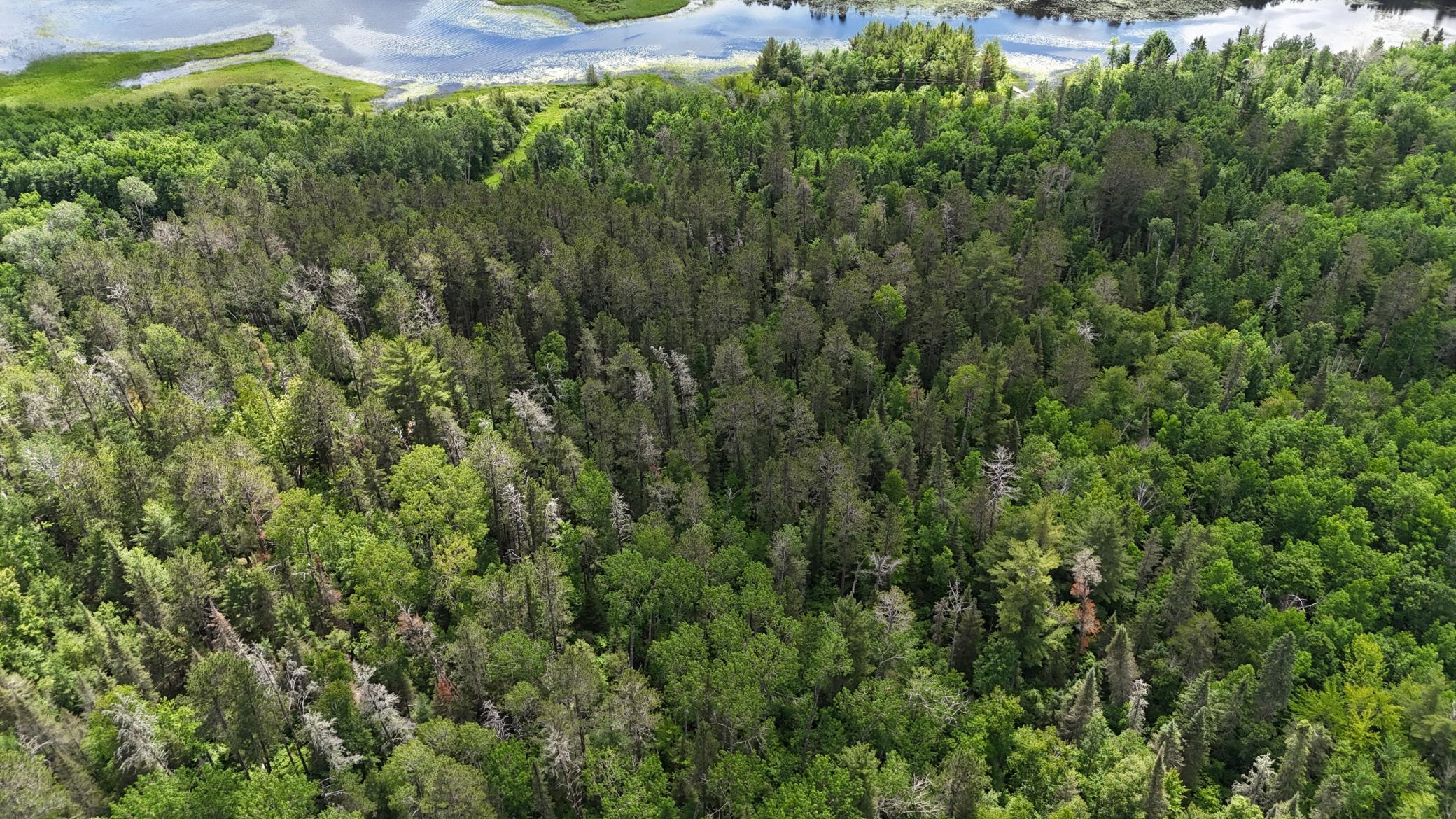Tbd 40 Crane Lake Property Photo 18