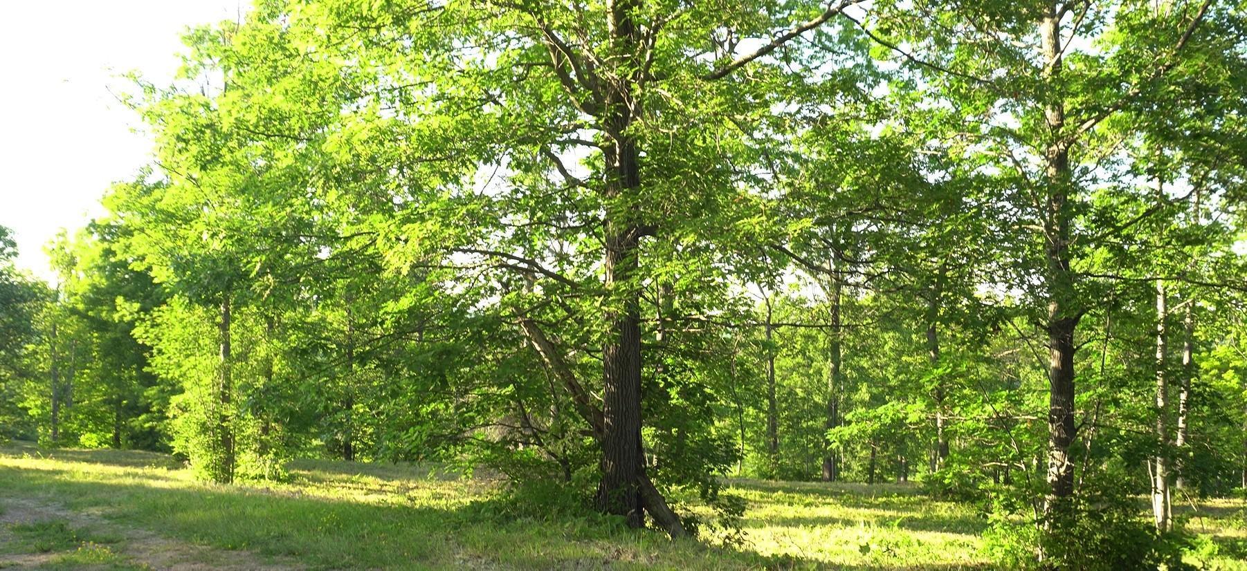 83xxx - Lot 6 Ashwabay Heights Road Property Photo 3